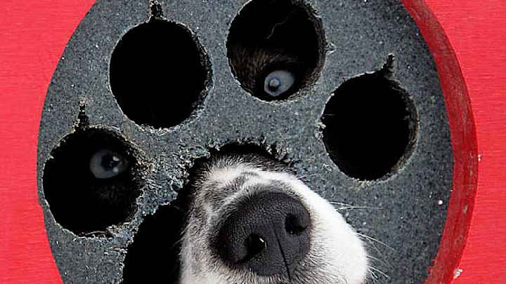 Iditarod Trail Sled Dog Race Iditarod Trail Sled Dog Race