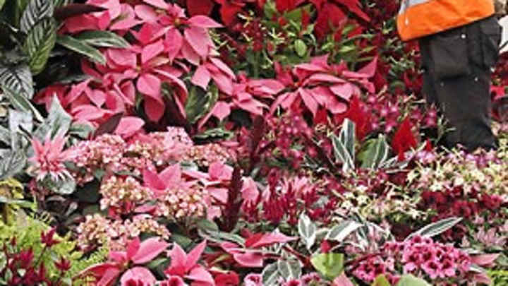 FAQ: Poinsettia Bowl