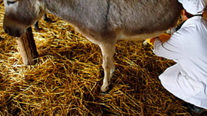 Djokovic reportedly purchases entire 2013 supply of world's priciest cheese