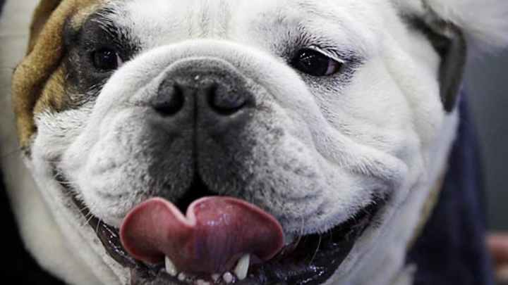 33rd Annual Beautiful Bulldog Contest 33rd Annual Beautiful Bulldog Contest