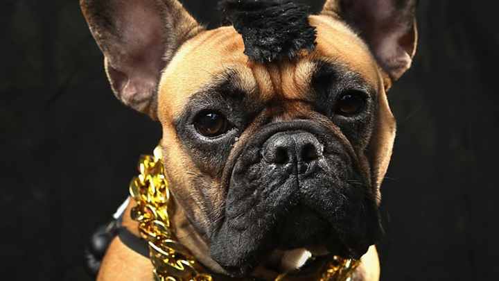 Halloween Dog Parade