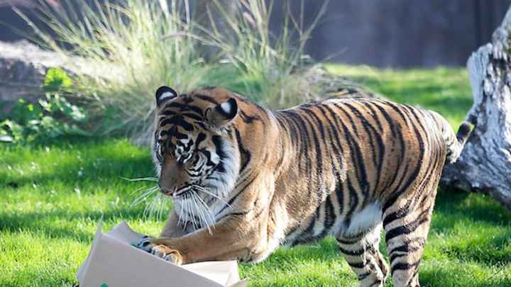 Buffalo Wild Wings Bowl: Frequently Asked Questions