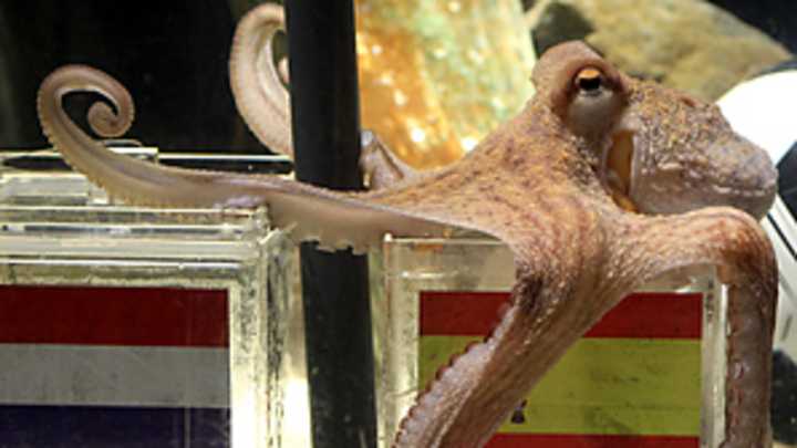 Octopus Paul predicts Spain to win World Cup