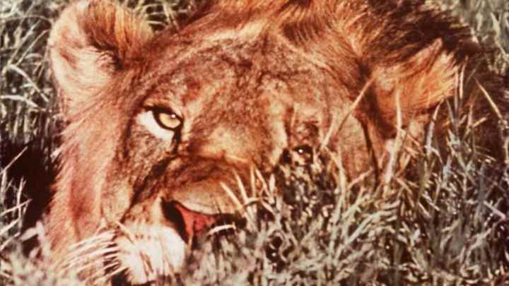 SI Cover History: December 6-12