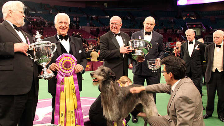 2011 Westminster Dog Show