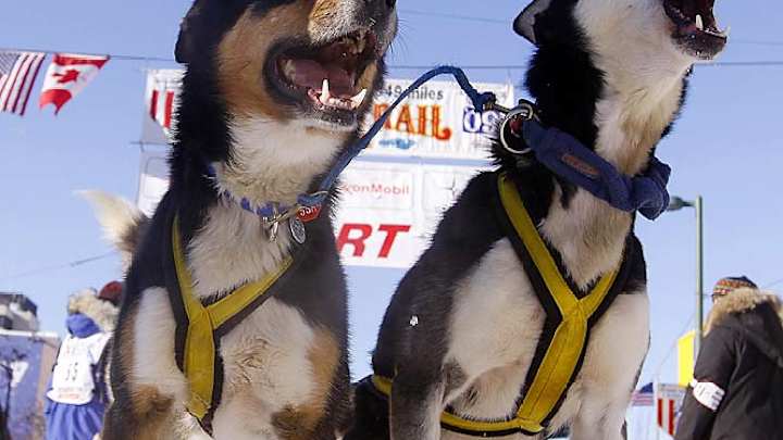 Iditarod Trail Sled Dog Race