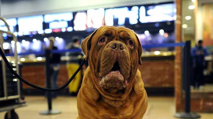 136th Westminster Dog Show