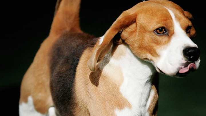 Final Day at Westminster Dog Show Final Day at Westminster Dog Show