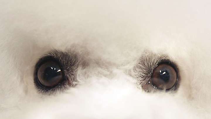 2007 Westminster Dog Show: Day 2