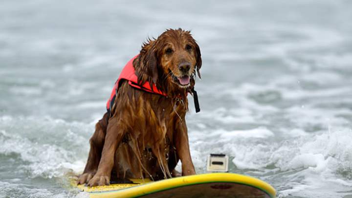 Dogs Surfing
