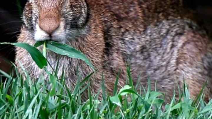 Police: Iowa wrestlers hunted rabbits for hats Police: Iowa wrestlers hunted rabbits for hats