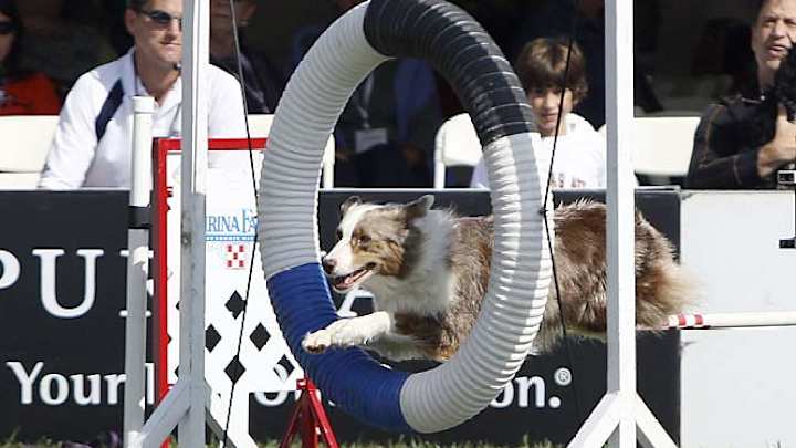 Incredible Dog Challenge