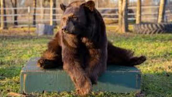 Baylor Live Mascot Treated at Texas A&M Medical Center Baylor Live Mascot Treated at Texas A&M Medical Center