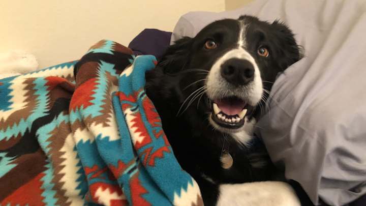 It Was My Dog That Interrupted Anthony Davis' Press Conference After The Lakers' Game 4 Win It Was My Dog That Interrupted Anthony Davis' Press Conference After The Lakers' Game 4 Win