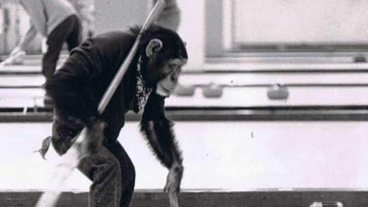 Monkey Curling