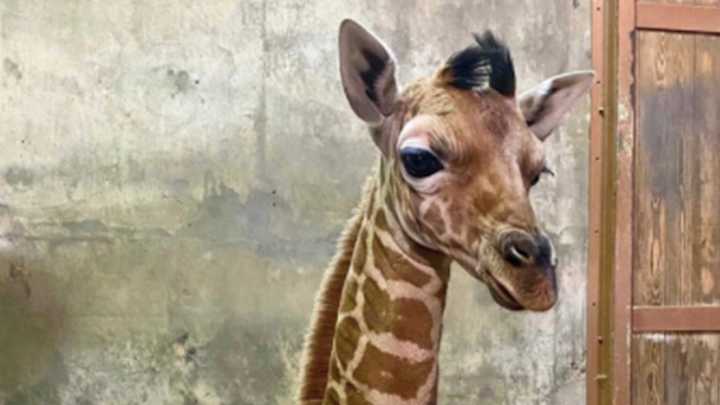 Memphis Zoo Names Giraffe After Ja Morant