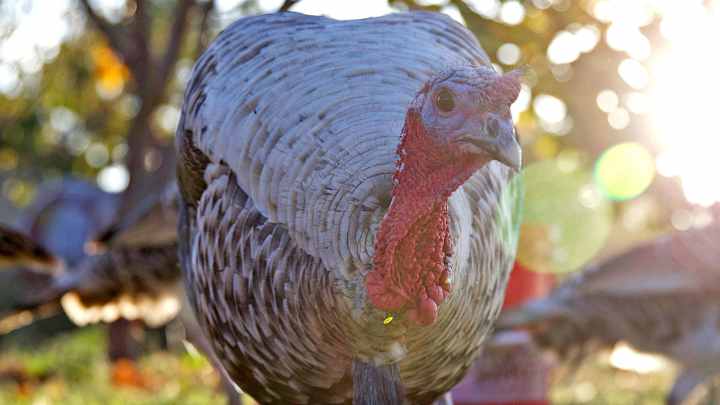 Baseball's Last Turkey