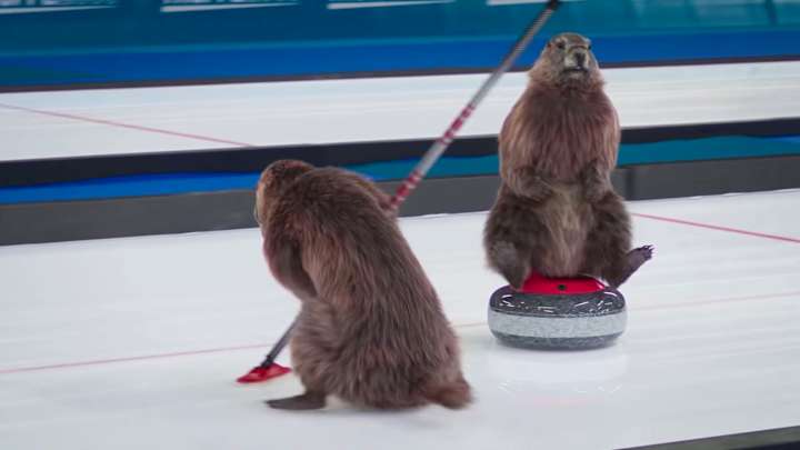 Origin of The Curling Marmots