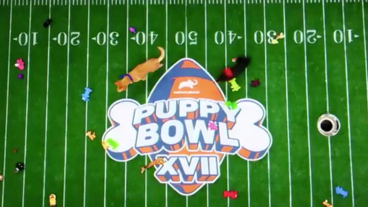 How to Watch the 2021 Puppy Bowl How to Watch the 2021 Puppy Bowl
