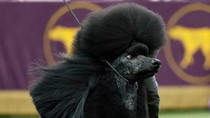 Siba the Standard Poodle Wins Best in Show at 144th Westminster Dog Show