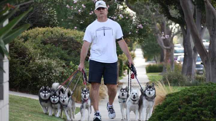 Demand is Surging for the Alaskan Klee Kai, After Bill Belichick's Dog Won the NFL Draft
