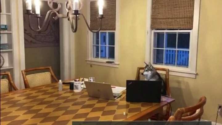 Bill Belichick's Dog Nike Caused Surge in Interest for Alaskan Klee Kais