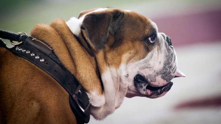 Former Mississippi State LB Announces Transfer Destination Former Mississippi State LB Announces Transfer Destination