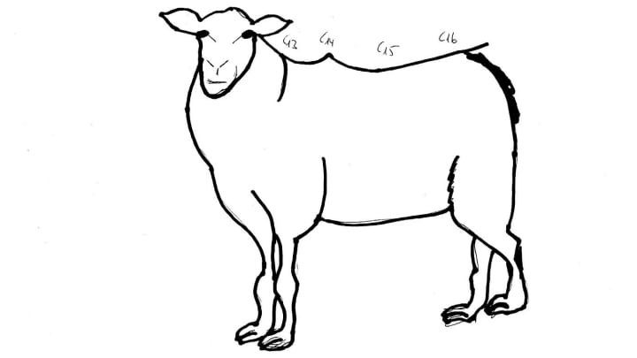 Respect the Sheep: Behind the Design of Beijing’s Daunting Sliding Track