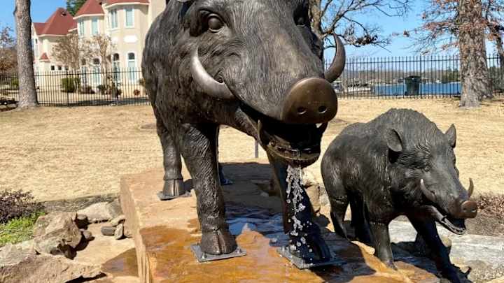Arkansas coach Sam Pittman erects "Slobbering Hog" Razorbacks statue on property Arkansas coach Sam Pittman erects "Slobbering Hog" Razorbacks statue on property