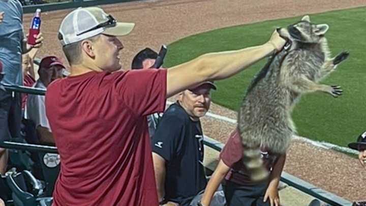 Catching Raccoon Makes Grant Harmon Overnight Celebrity Catching Raccoon Makes Grant Harmon Overnight Celebrity