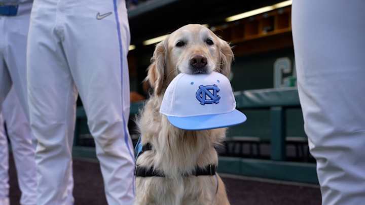 Meet Remington, the UNC Assistance Dog Helping Athletes Prioritize Mental Health Meet Remington, the UNC Assistance Dog Helping Athletes Prioritize Mental Health