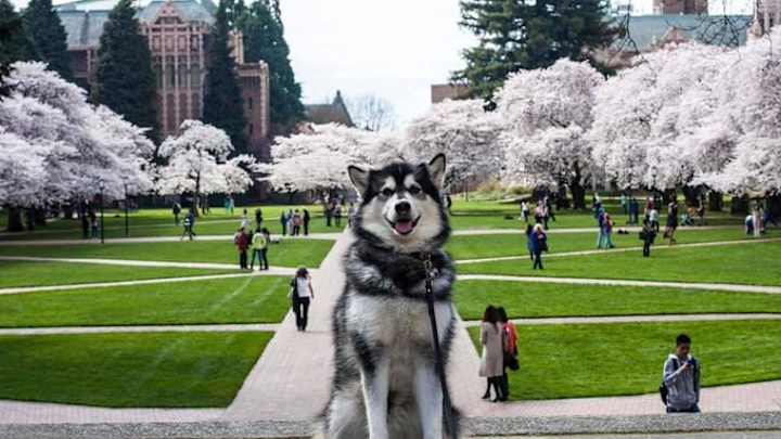 End of an Era as Retired UW Mascot Dubs Passes Over the Weekend End of an Era as Retired UW Mascot Dubs Passes Over the Weekend