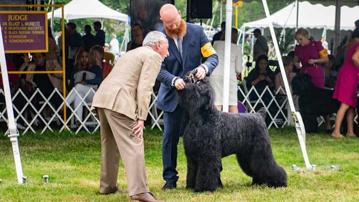 Westminster's Move Away From MSG Proves Challenging for Humans, Blissful for Dogs Westminster's Move Away From MSG Proves Challenging for Humans, Blissful for Dogs