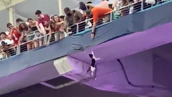 Miami Fans Save Cat From Upper Deck Fall Using American Flag