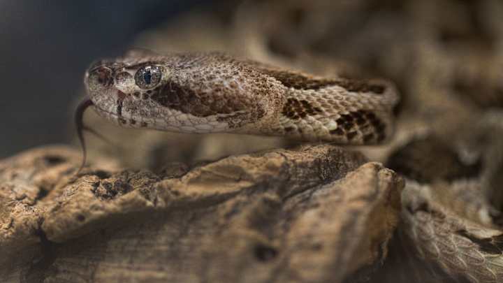 Kansas Jayhawk Player Ratings to the Theme of Scariest Desert Animals