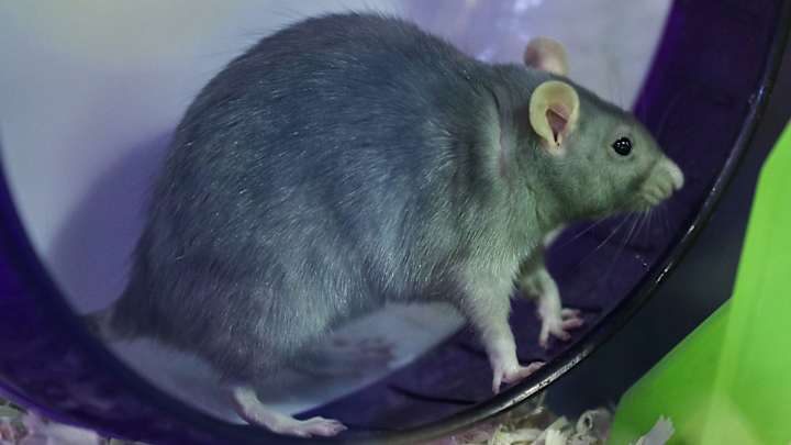 Rats, No Warm Water, Food Issues: NFL Player Survey Reveals Work Conditions for Each Team