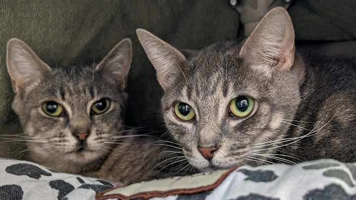 Charles Barkley Says Cats Are ‘Just Something Old Women Have’ Charles Barkley Says Cats Are ‘Just Something Old Women Have’