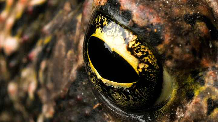 Unlike in the British Golf World, Sports Don't Stop for Animal Problems in Arkansas