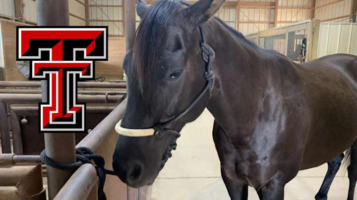 Red Raiders Welcome Masked Rider's New Horse