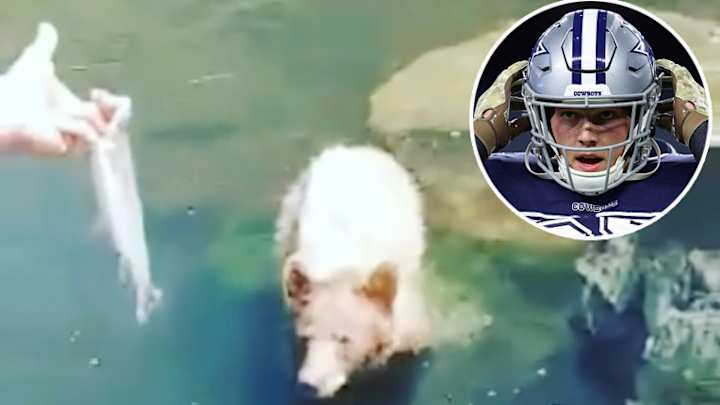 Cowboys LOOK: 'Wolf Hunter' LB Vander Esch Feeds Wild Bear Cowboys LOOK: 'Wolf Hunter' LB Vander Esch Feeds Wild Bear