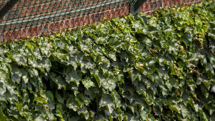 WATCH: Grown Man Takes Baseball from Young Woman in Cubs' Bleachers WATCH: Grown Man Takes Baseball from Young Woman in Cubs' Bleachers