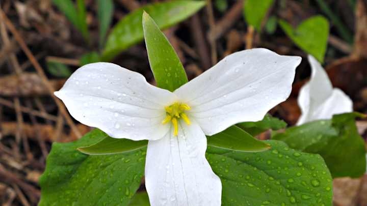 The Quest For Trillium