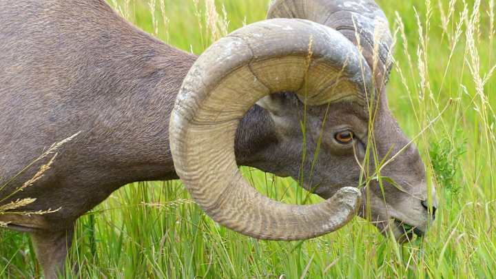 Player Ratings to the Theme of Animals I've Seen in the Wild