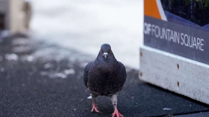 Taiwanese Racing Pigeon Beats Allegations of Spying for China, Becomes Global Celebrity