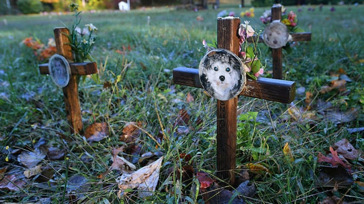 It's Hard When Children Say Goodbye to a Pet It's Hard When Children Say Goodbye to a Pet
