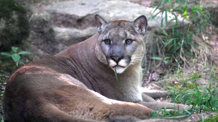 Kansas vs BYU: Player Ratings to the Theme of Names for Cougars