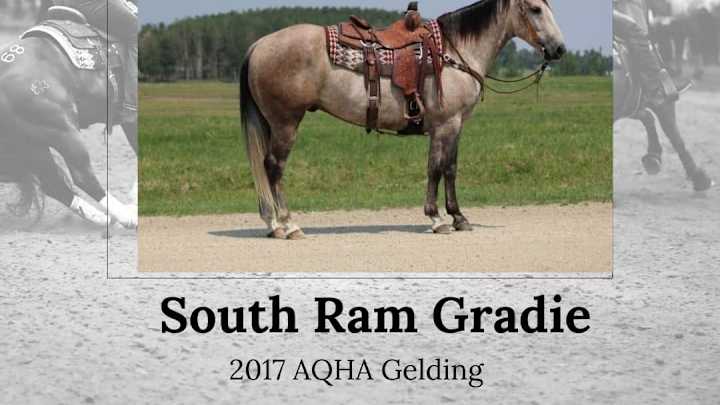 Hershberger Performance Horse Sale Rides High with $65,000 Top Seller Hershberger Performance Horse Sale Rides High with $65,000 Top Seller