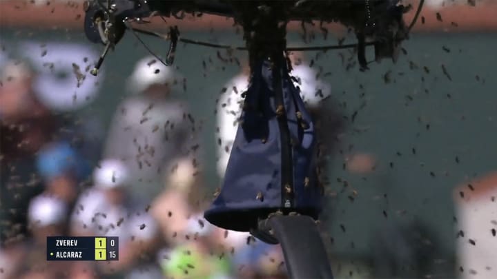 Indian Wells Tennis Quarterfinal Suspended Due to Bee Invasion