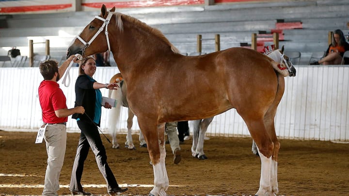 Handy Facts: The Why's and How's of Measuring Horses in Hands Handy Facts: The Why's and How's of Measuring Horses in Hands