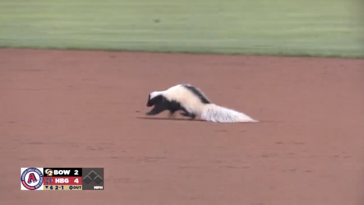 Skunk Delays Game at Minor League Stadium for Second Time This Season Skunk Delays Game at Minor League Stadium for Second Time This Season